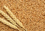 Good Quality Cereal Grain Wheat