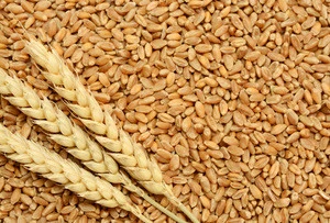 Good Quality Cereal Grain Wheat
