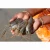 Import Good Quality Shrimp Frozen Shrimp prawns from South Africa