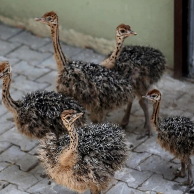 Healthy Ostrich Chicks / Fertile Hatching Ostrich