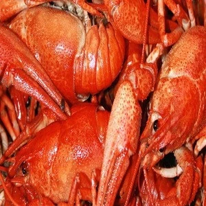 Hot sale live Canadian frozen whole round lobster