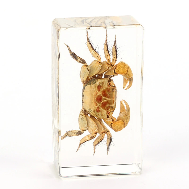 Insects in Resin Real Spider Specimen for Paperweight resins animal sepcimen crafts arts educational material for kids
