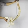 Life-size Flexible Medical Teaching human spine anatomical model