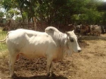live bull, live sheep, live camel