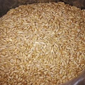 Long Grain Wheat