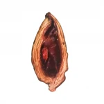 Lowest Price china processed fresh dehydrated bulk whole/half cut dried roasted betel nut areca for sale