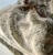 Import luxury fox lynx or gray mink  faux fur oversized throw blanket with plush velvet reverse from China