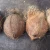 Import Mature Semi Husked Coconut from Indonesia