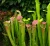 Import Natural Carnivorous Plants Seeds - Sarracenia Psittacina Seeds /Sarracenia purpurea Extract from China