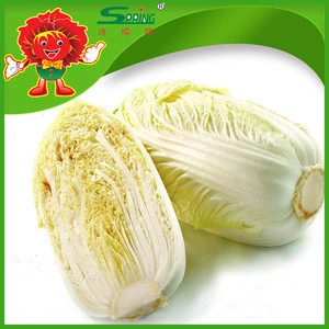 natural organic green vegetables Celery cabbage Chinese cabbage Spring brand best cabbage