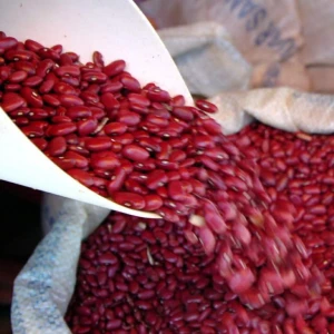 New crop Red Kidney beans