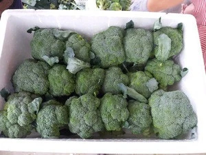 New crop vegetable wholesale Fresh Broccoli