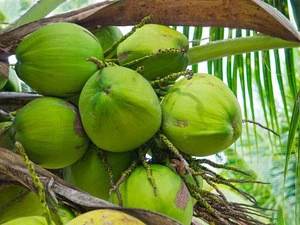 nourishing Fresh Mature Coconut,Agriculture Fresh Coconut