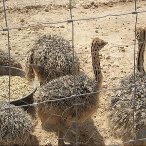 Ostrich Chicks Red and Black neck Ostrich for sale