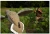 Import Outdoors  Dove Decoy - Motion Dove Decoy for Hunting from China
