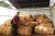 Import Philippine Manila hemp abaca fiber in cebu for sale from China