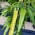 Import plantas artificiales green plants decorative faux bamboo tree from China