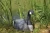 Import plastic flocked foam floating china canada canadian snow white front specklebelly goose bird hunting decoy from China