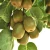 Import Popular High quality wholesale Supply Chinese Fresh Kiwi Fruit from China from China