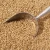 Import Premium Barley Exporter from United Arab Emirates
