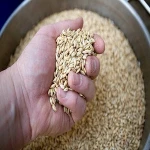 Premium Barley Seeds Animal Feed Barley Bulk Barley Grains For Sale Cheap Prices From Thailand Tradewheel Com
