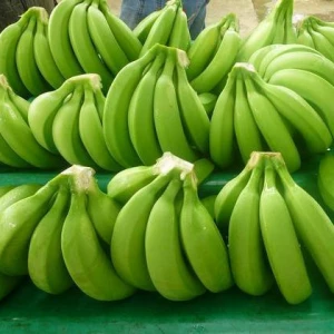 Premium Grade Fresh Green Cavendish Banana