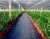 Import Professional Manufacturers Agriculture Intelligent Film Greenhouse for sale from China