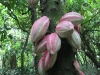 Pure Natural Plant 20% Teobromina Cocoa Extract Powder