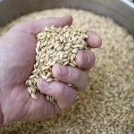Quality Fresh Wholesale Barley Feed, Malted Barley Animal Feed Barley,for sale at cheap prices
