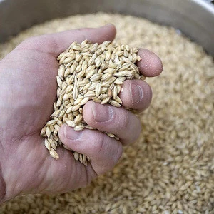 Quality Fresh Wholesale Barley Feed, Malted Barley Animal Feed Barley,for sale at cheap prices