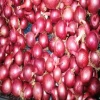 Red Onion with lowest price