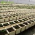 Import Rockwool/perlite/coir dutch bucket hydroponics system from China