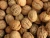 Import Sample Walnuts Without Shell Walnuts Kernels Halves for Testing from Austria