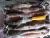Import Seafrozen Jigger Illex Squid Whole Round from Singapore