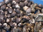 Shellfish