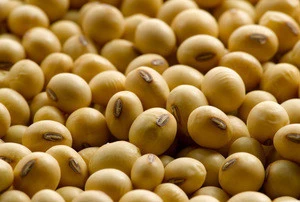 Soyabean Seeds, Soybeans for sale