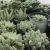 Import succulents wholesale rare korean live plants indoor haworthia succulent from China