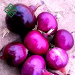 sweet yellow onion and red onion price of Chinese origin