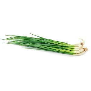Top Quality Fresh Scallion For Sale