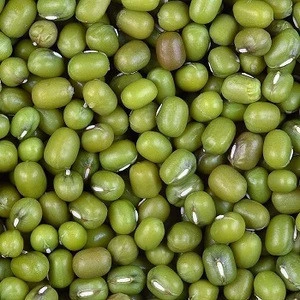 Top Quality Green Mung Beans / Green Gram /Moong Dal / Vigna Beans for export