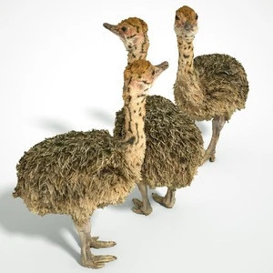 Wholesale Ostrich chicks