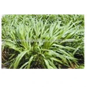 Tropical and subtropical Perennial Pennisetum Forage Seed