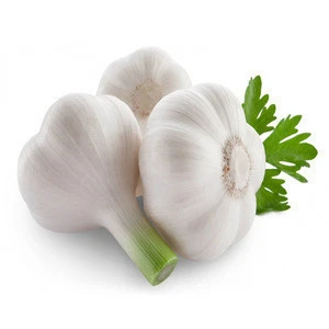 Ukrainian fresh normal white garlic