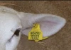 UT-54 Good quality UHF RFID Animal Ear tag for sheep deer tracking