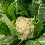 Vegetables ( WHOLE Sale Fresh Cauliflower) !!!