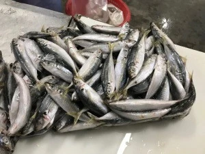 VietNam Good Quality Frozen Round mackerel Fish