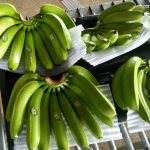 VIETNAM PHULIMEX HIGH QUALITY FRESH GREEN CAVENDISH BANANAS
