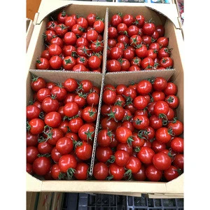Well-known for fine quality fresh cherry tomatoes in bulk