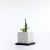Import White regular square volcanic rocks planters lava stone  bonsai plants from China