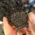 Import wholesale 100% wild fresh black truffle from Chinese mountain 4-7cm from China